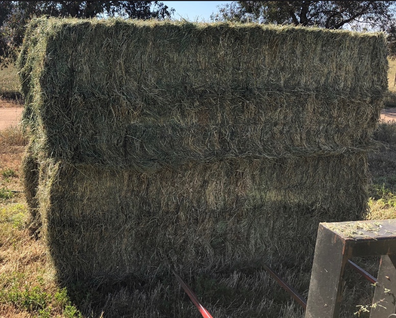Quality First Cut Lucerne Hay Hay & Fodder Lucerne Hay For